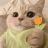 Gatinhos Melhores Reações 13