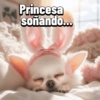 Chihuahuas Random 🐶🐾 15