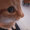 Gatinhos Melhores Reações 10