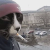 Funny cat 🐈🐈 9
