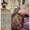 Monyet lusyu 7