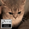 Funny cat 🐈🐈 14