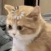 Gatinhos fofos  9
