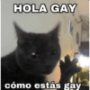 HOLA GAY cómo estás gay