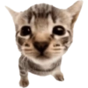 Cat meme 21