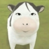 Sion Cow Meme Sapi 8