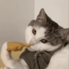 Funny cat 🐈🐈 13