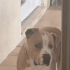 Te observamos 👀 animal mirando 6