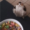 ANIMALES DIVERTIDOS 11