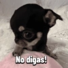 Chihuahuas Random 🐶🐾 16