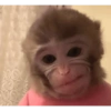 Monitos tristes 😭🐒 8