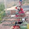 🍃🐶🧿 Perro Chamán 🧿🐶🍃 16