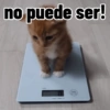 Gatos para contestar 😜 🐱 14