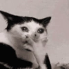 Cat meme 16