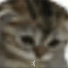Funny cat 🐈🐈 8
