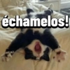 Gatos Pal grupo👑 26