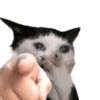 🌈🐈‍⬛✨️Gatos Funny Mood✨️🐈‍⬛🌈 5