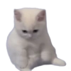 🌈🐈‍⬛✨️Gatos Funny Mood✨️🐈‍⬛🌈 22
