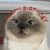 Cat meme 3 10