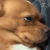 Adesivos de cachorrinho 8