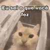 Gatinhos fofos  5
