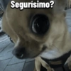Chihuahuas Random 🐶🐾 19