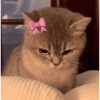 Gatinhos fofos  7