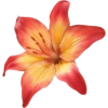 Flower  12
