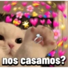 Gatos Pal grupo👑 19