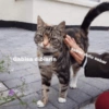 Cat meme 3 5