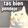 Gatos Pal grupo👑 23