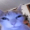 Gatos 7