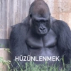 Goril 20