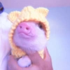 Baby Pig 🐷🐷 9