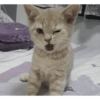 Cat meme 10