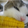 🐈‍⬛Gatos |Elote 🌽😻 12