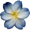 Flower  8