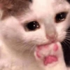 Gatinhos Melhores Reações 5