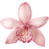 Flower  17