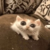 Gatinhos Melhores Reações 9