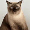 Cat meme 3 23