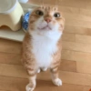 Gatos 16
