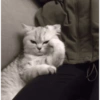 Gatos  13