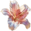 Flower  18