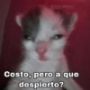 Gatos 17