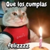 Gatitos para el chat🐾💬🐈🐈‍⬛ 7
