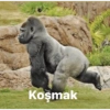 Goril 19