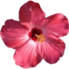 Flower  14