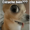 Chihuahuas Random 🐶🐾 5
