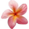 Flower  7
